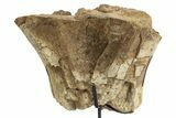 Dinosaur Appendage Bone Section w/ Metal Stand - South Dakota #331131-2